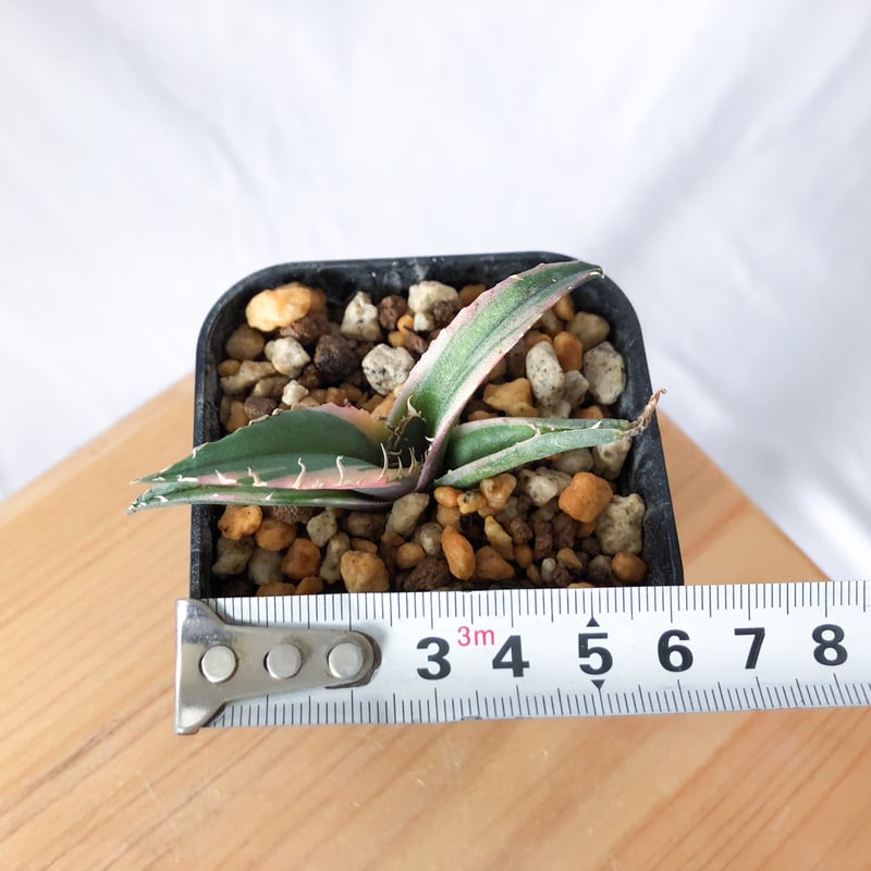アガベ チタノタ 白鯨 白覆輪 TC株 白鯨錦 Agave titanota White Wh