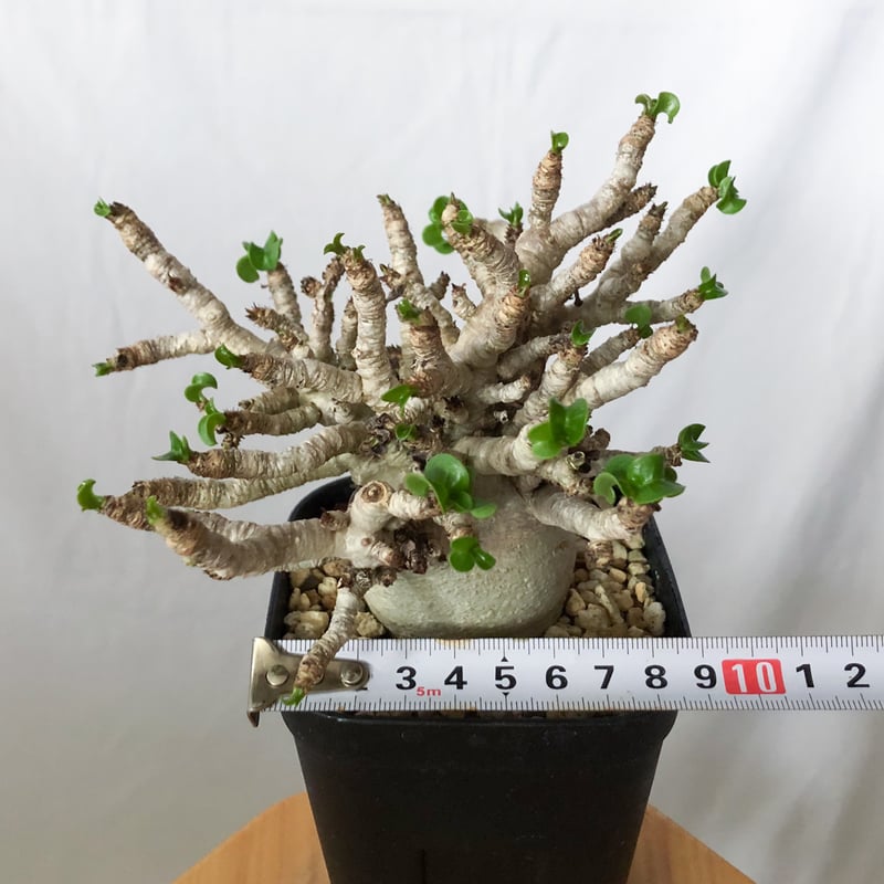 アデニウム アラビカム ドーセットホーン 獅子葉 輸入実生 Adenium