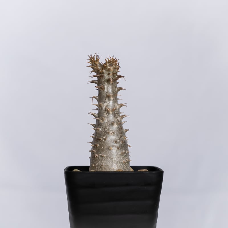 パキポディウム マカイエンセ 実生 pachypodhium makayense 魔界玉 塊根