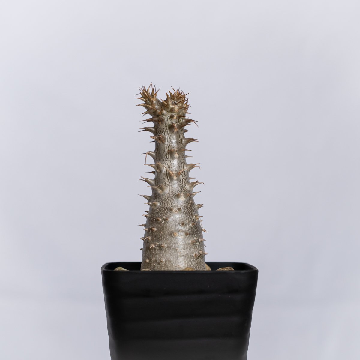 パキポディウム マカイエンセ　実生　魔界玉　　Pachypodium 塊根植物 パキポディウム マカイエンセ 実生 pachypodhium makayense 魔界玉 塊根