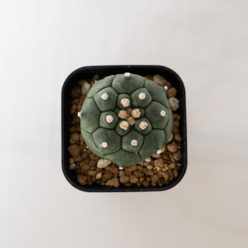 アストロフィツム 亀甲兜 Astrophytum 多肉植物 サボテン 珍奇植物