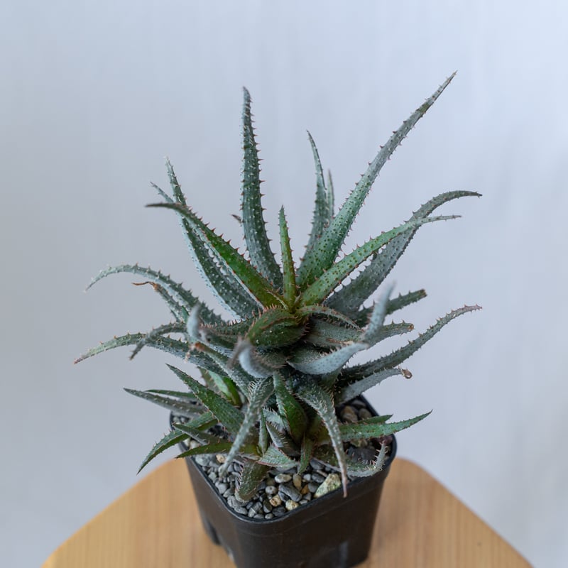 アロエ カスティロニアエ × パルブラ Aloe hybrid A.castilloniae