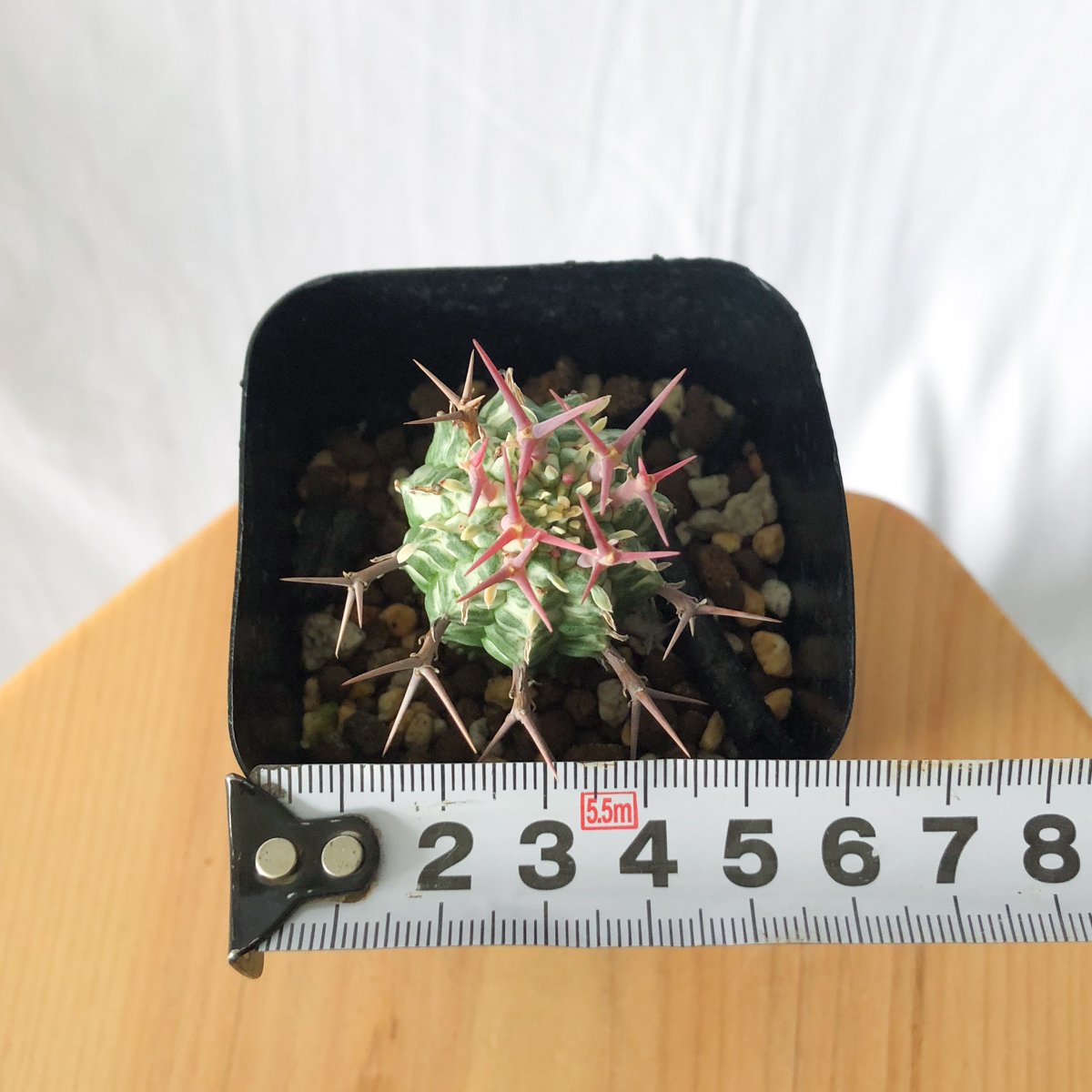 ユーフォルビア 群星冠　錦　2.5号 ユーフォルビア 群星冠錦 カキコ Euphorbia stellispina f. varie