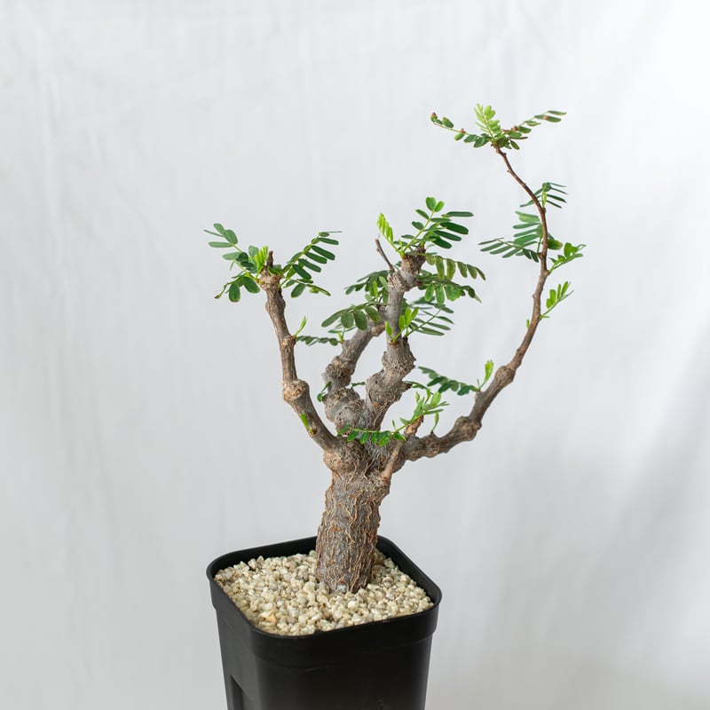 センナ メリディオナリス 輸入株 Senna Meridionalis コーデックス