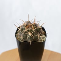 ギムノカリキウム 奇話魔天竜 (魔天竜×フェロシオール)  実生 Gymnocalycium mazanense ferocior サボテン 多肉植物 珍奇植物 静岡 ANTIDOTE 通販 S518