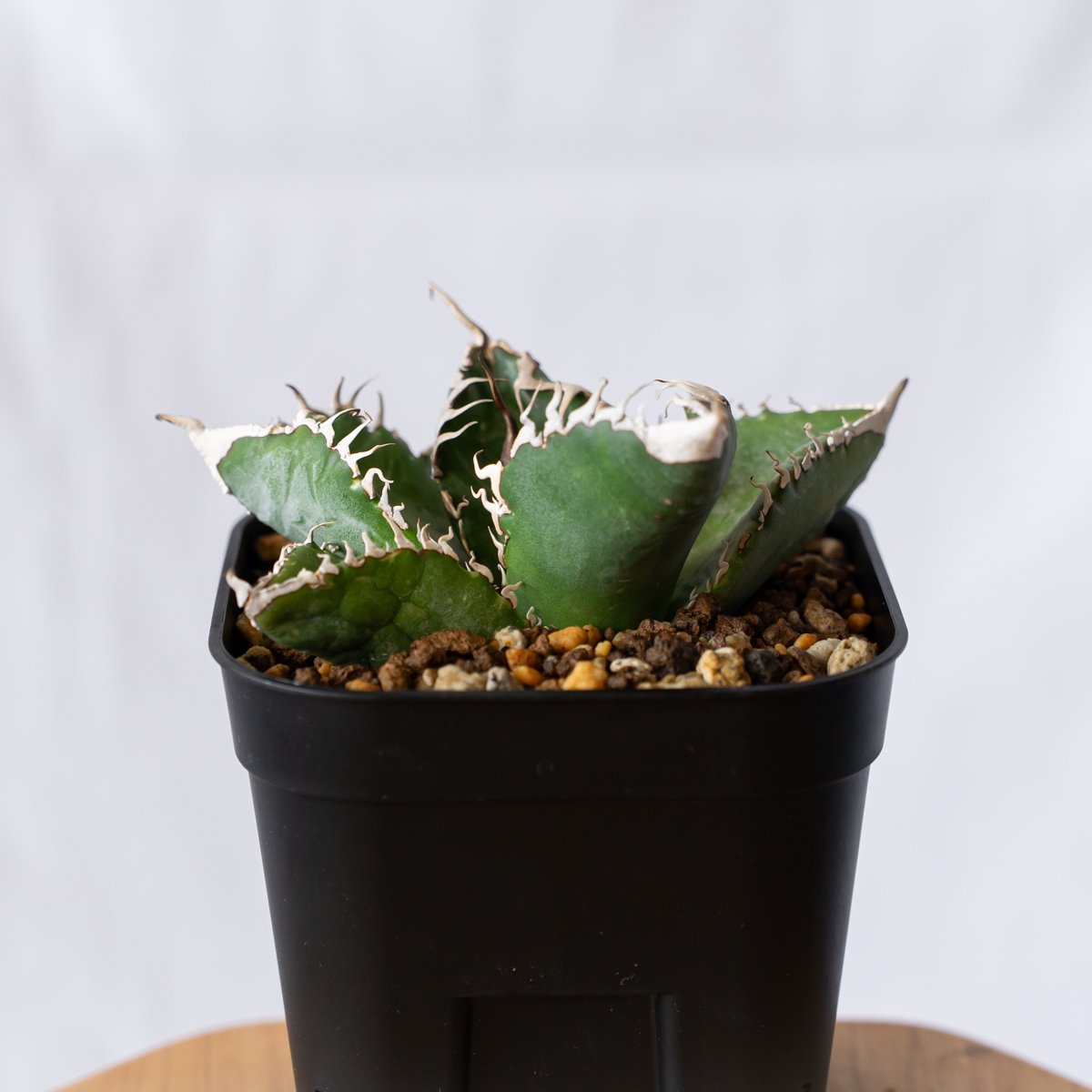 アガベ チタノタ 悪魔くん【発根管理中】TC株 Agave titanota Bakemono