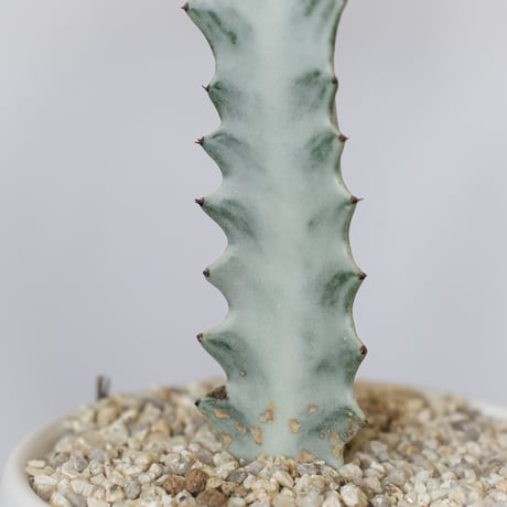 ユーフォルビア ホワイトゴースト 鉢セット Euphorbia lactea White Ghost 多肉植物 観葉植物 珍奇植物 静岡 ANTIDOTE 通販 S1119