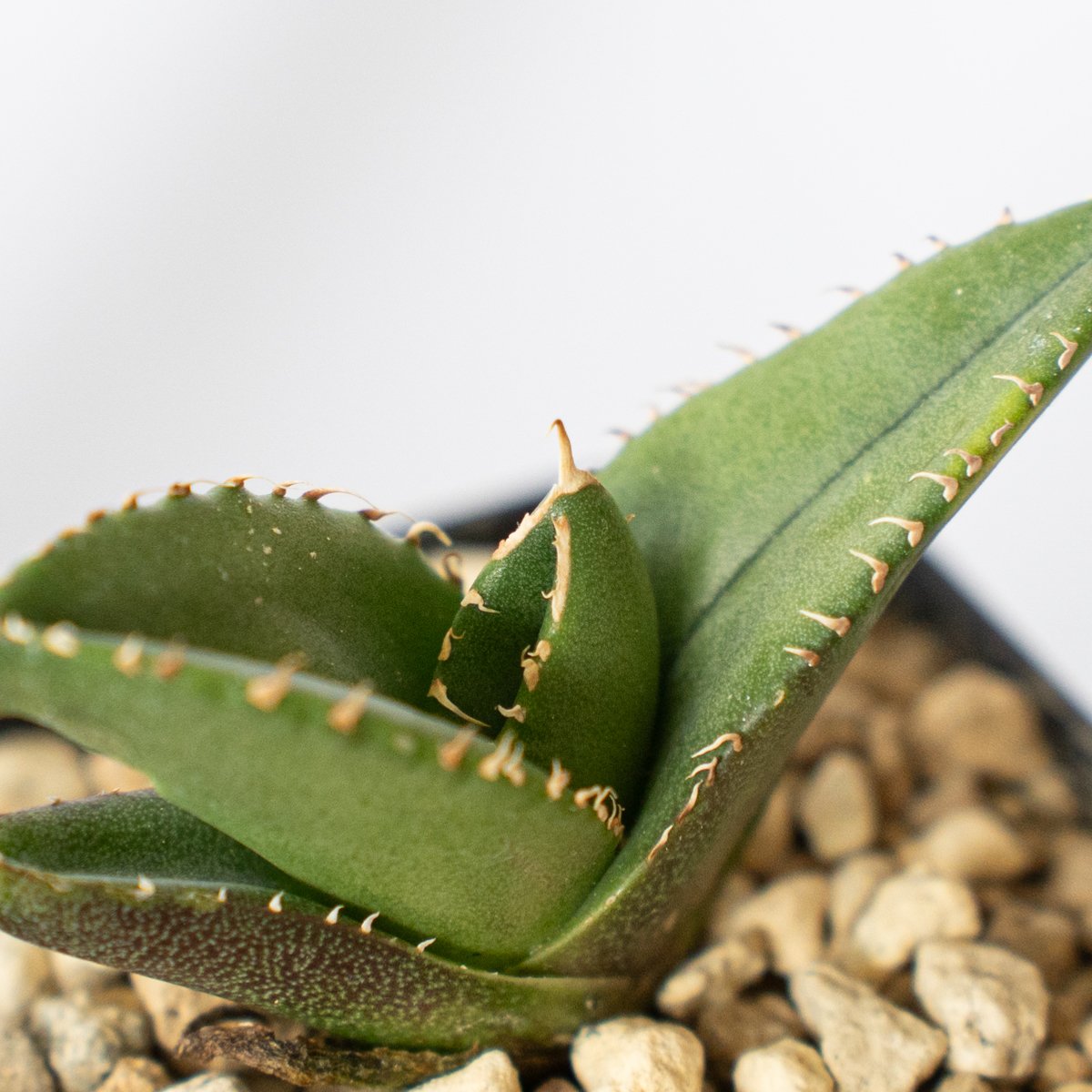 アガベ チタノタ 大白鯊 【発根管理中】ホオジロザメ Agave