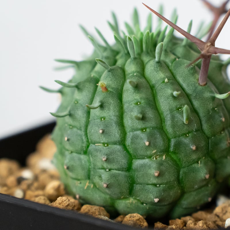 ユーフォルビア 群星冠 実生 Euphorbia stellispina 多肉植物 珍奇植物