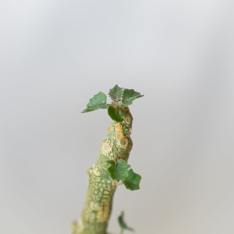 ドルステニア ジプソフィラ 実生 Dorstenia gypsophila 塊根植物 多肉