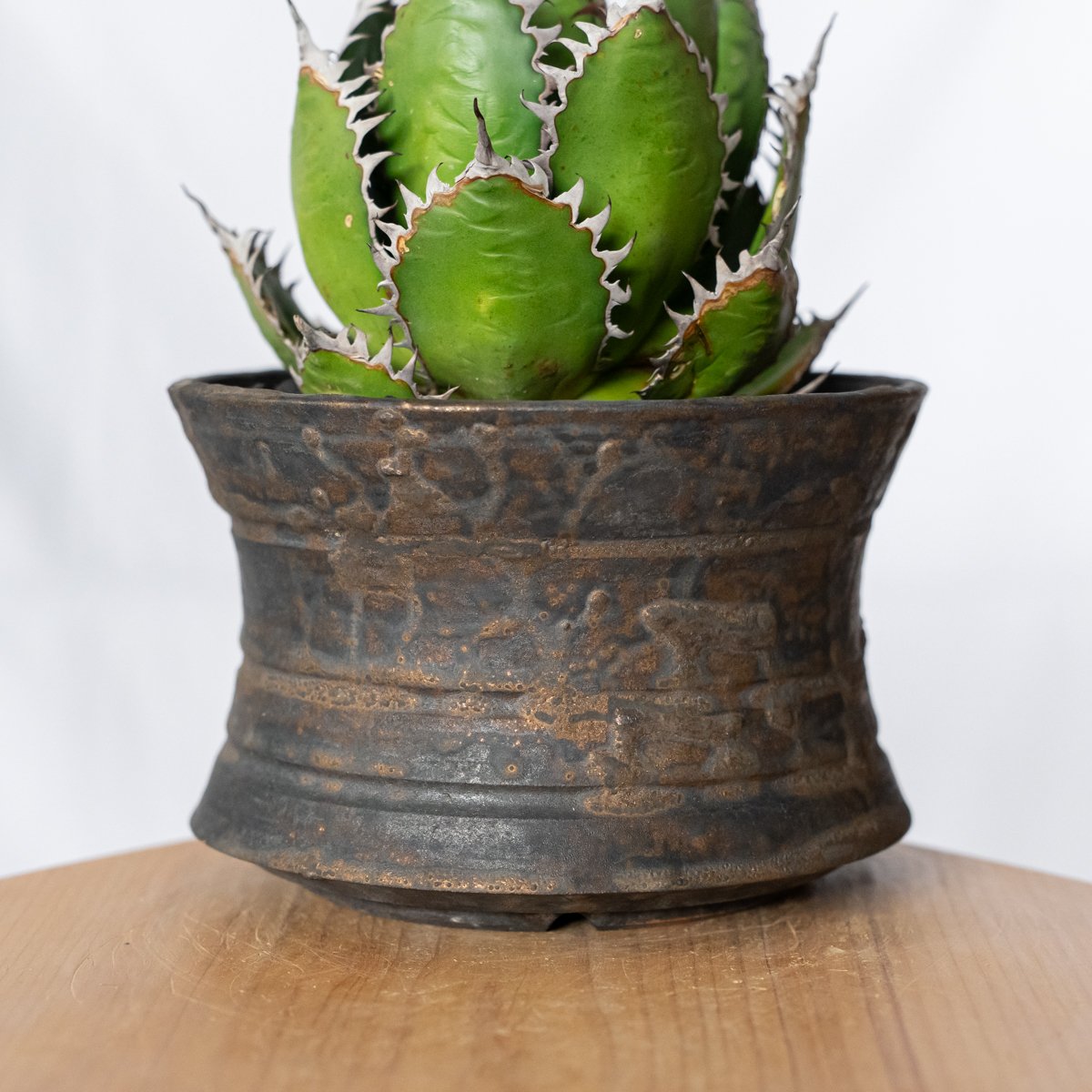 アガベ ホリダ 鉢セット OC株【発根管理中】Agave horrida 多肉植物