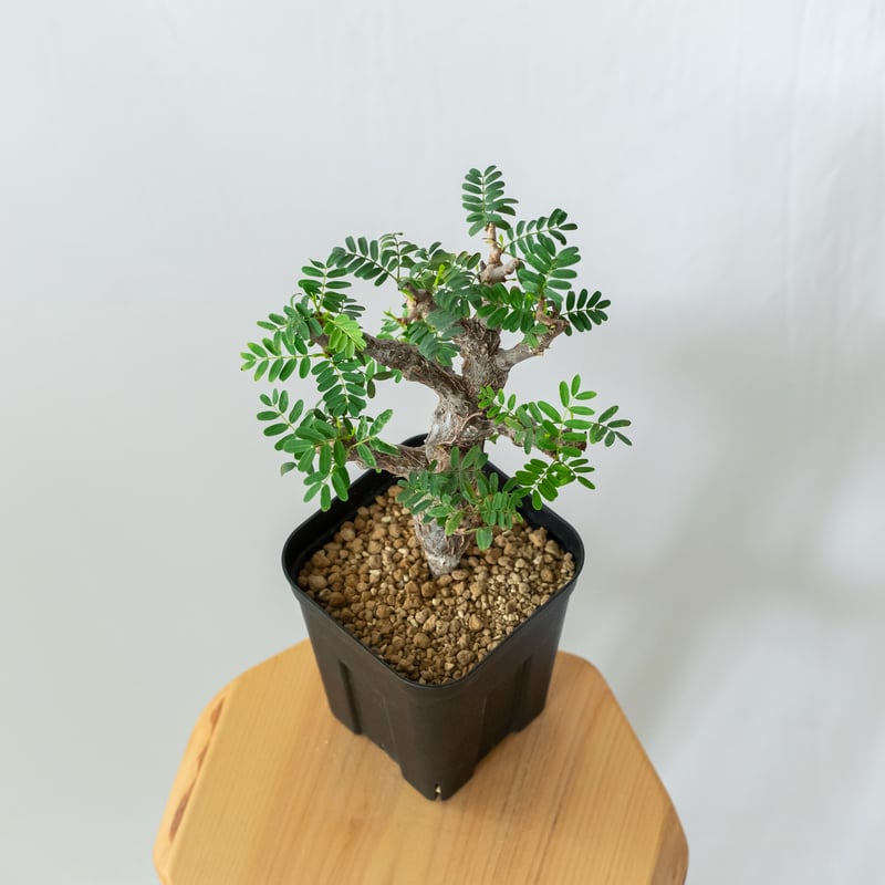 センナ メリディオナリス Senna Meridionalis コーデックス 塊根植物