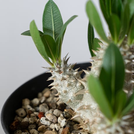 パキポディウム 恵比寿大黒 実生 Pachypodium Densicaule 塊根植物 コーデックス 多肉植物 珍奇植物 静岡 ANTIDOTE 通販 S1420