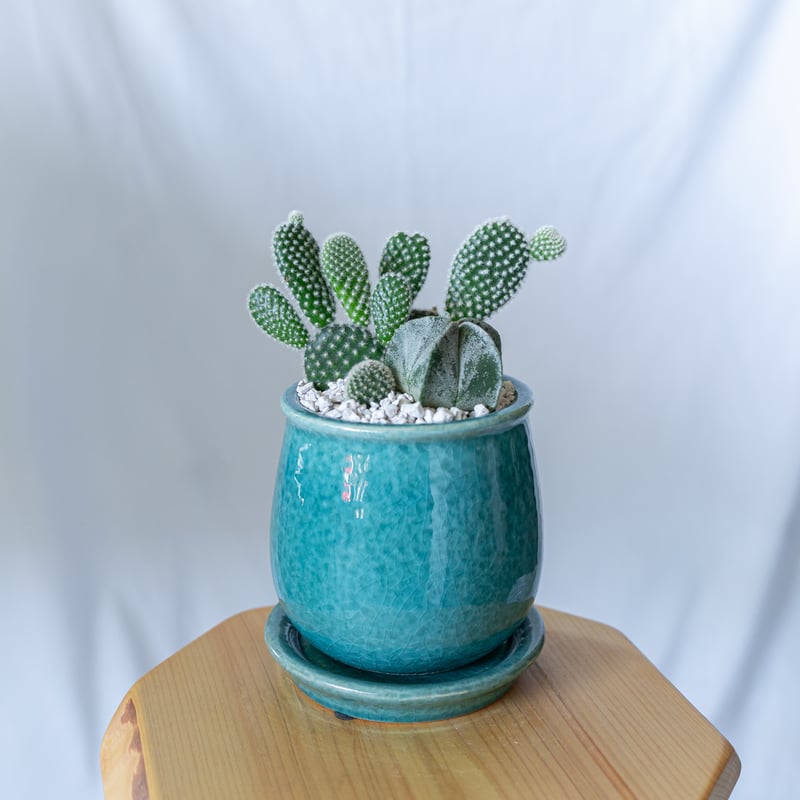 バニーカクタス＆ランポー 寄せ植え 鉢セットオプンチア アストロ