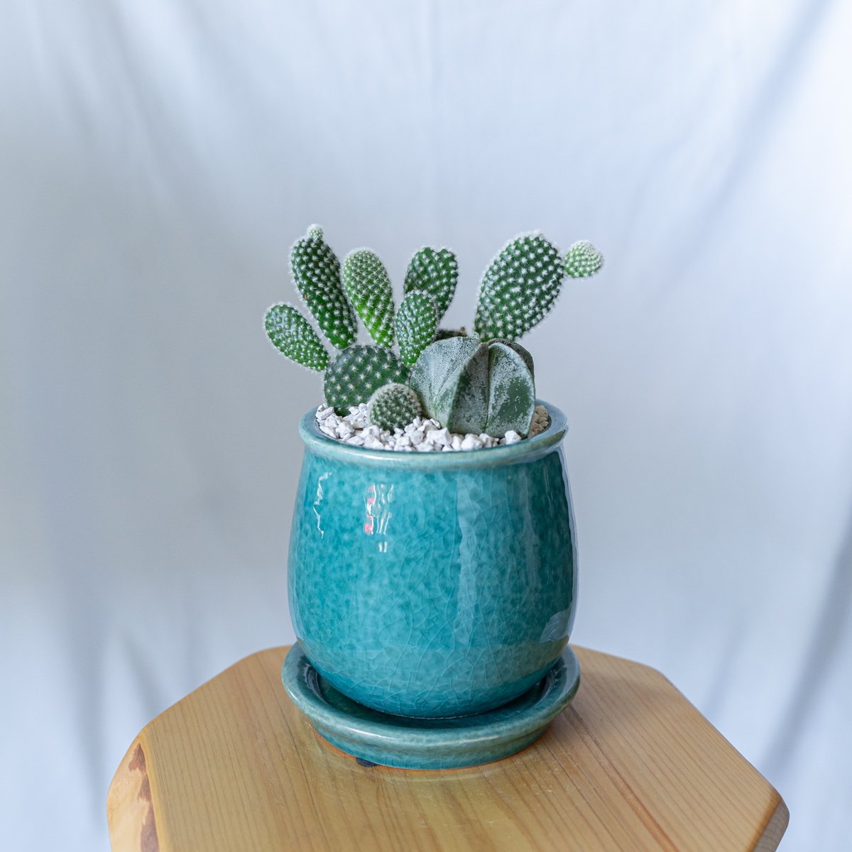 専用！多肉植物^o^  バニーカクタス 専用！多肉植物^o^ バニーカクタス 【公式通販】