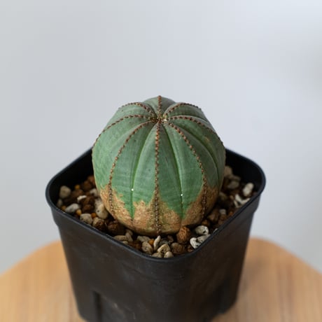 ユーフォルビア オベサ 実生 Euphorbia obesa 多肉植物 珍奇植物 静岡 ANTIDOTE 通販 S1434