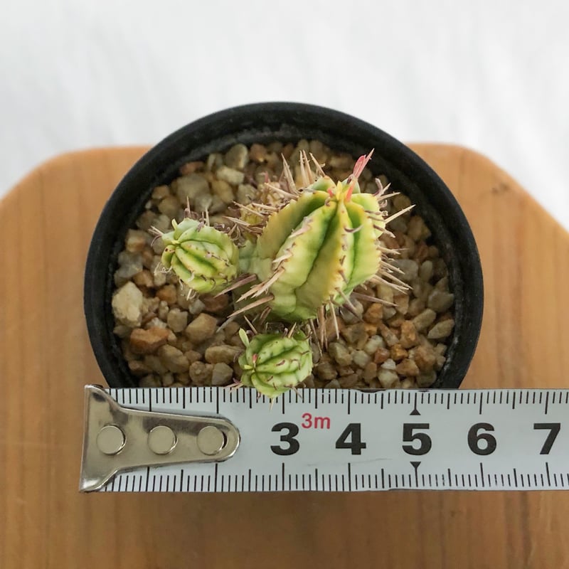 ユーフォルビア 紅彩閣錦 実生 エノプラ 斑入り Euphorbia enopla 塊根