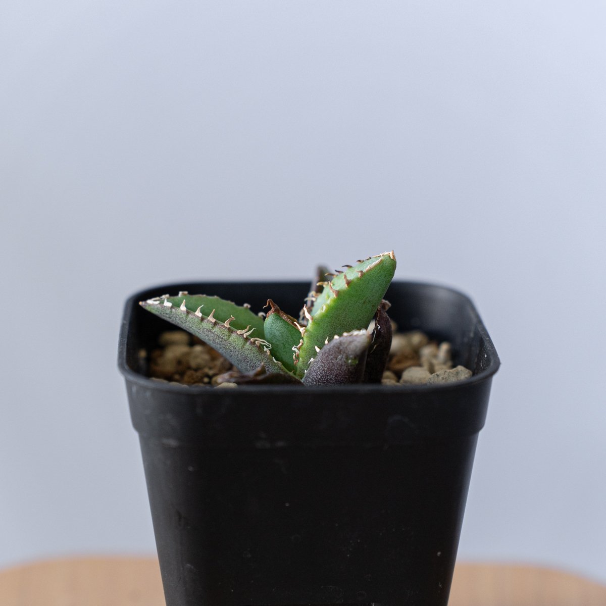 アガベ チタノタ 清櫻【発根管理中】 TC Agave titanota Seiou 多肉植物