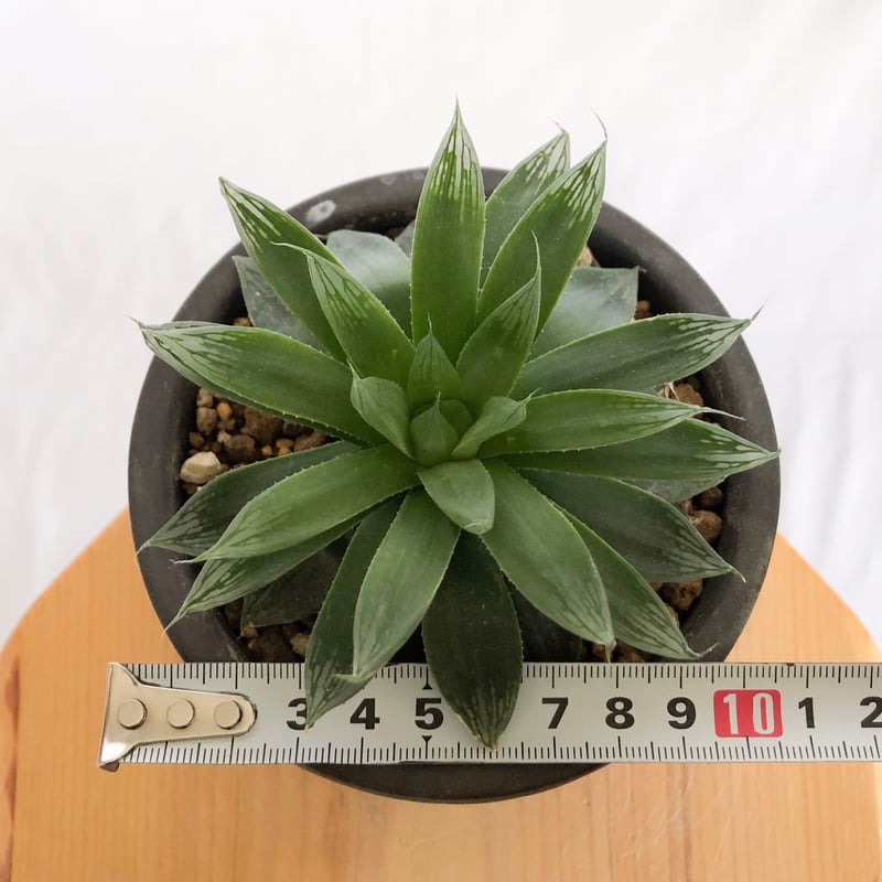 ハオルチア オブツーサ ハイブリッド 鉢セット Haworthia obtusa hybrid