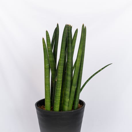 サンスベリア スタッキー Sansevieria stuckyi  観葉植物 多肉植物 インテリアグリーン 静岡 ANTIDOTE 通販 S1176