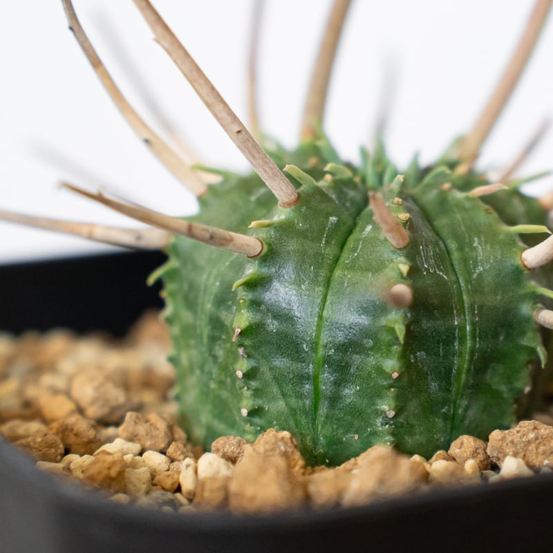 ユーフォルビア スーパーバリダ 美株 雌株 メス株 実生 Euphorbia