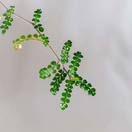 オペルクリカリア デカリー 実生 Operculicarya decaryi 塊根植物 多肉植物 珍奇植物 静岡 ANTIDOTE 通販 S1504