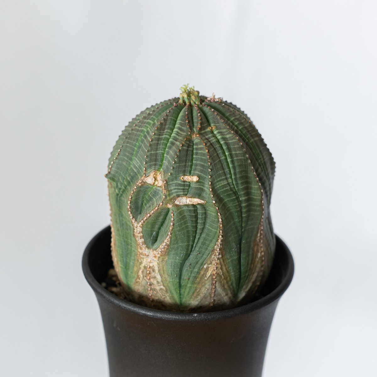 ユーフォルビア オベサ 大株 美株 実生 オールドオベサ Euphorbia