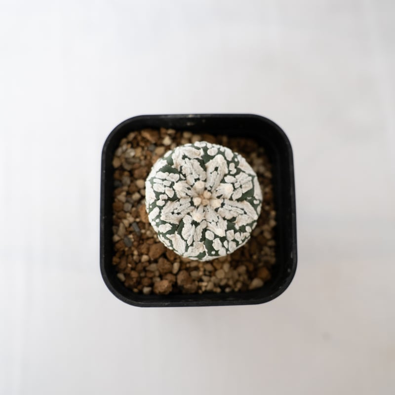 かよぱぁ　スーパー兜 Vアロータイプ　ヒトデタイプ（全幅9.7cm）美株 アストロフィツム スーパー兜 Vタイプ アロータイプ Astrophytum