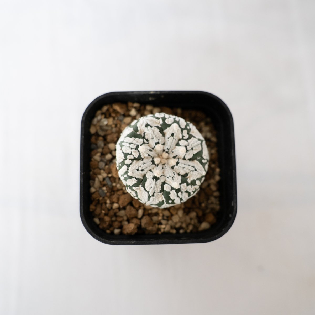 かよぱぁ　スーパー兜 Vアロータイプ　ヒトデタイプ（全幅9.7cm）美株 アストロフィツム スーパー兜 Vタイプ/アロータイプ | STELLA.PLANTS