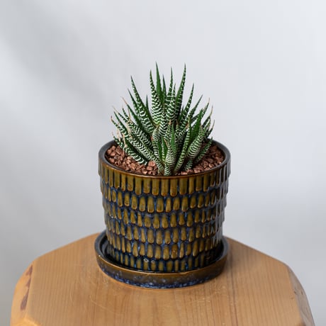 ハオルチア 十二の巻 鉢セット Haworthia fasciata 多肉植物 珍奇植物 静岡 ANTIDOTE 通販 S1330