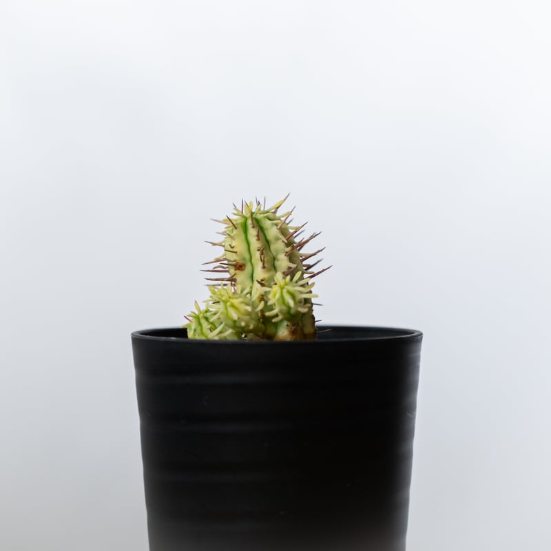 ユーフォルビア 紅彩閣錦 エノプラ 斑入り Euphorbia enopla 塊根植物