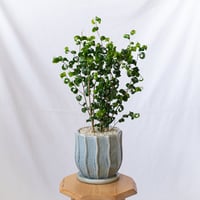 ベンジャミン バロック Ficus benjamina barok 観葉植物 インテリアグリーン 静岡 ANTIDOTE 通販 S1189