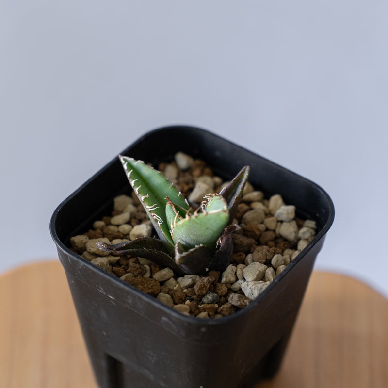 アガベ チタノタ 清櫻【発根管理中】 TC Agave titanota Seiou