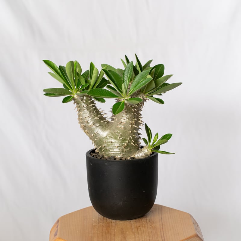 パキポディウム 恵比寿大黒 実生 美株 Pachypodium Densicaule 塊根植物