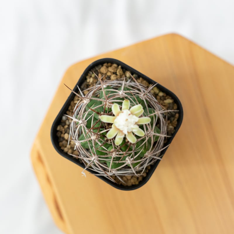 ギムノカリキウム フェロシオール 実生 Gymnocalycium hybopleurum v