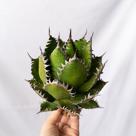 アガベホリダ | STORES