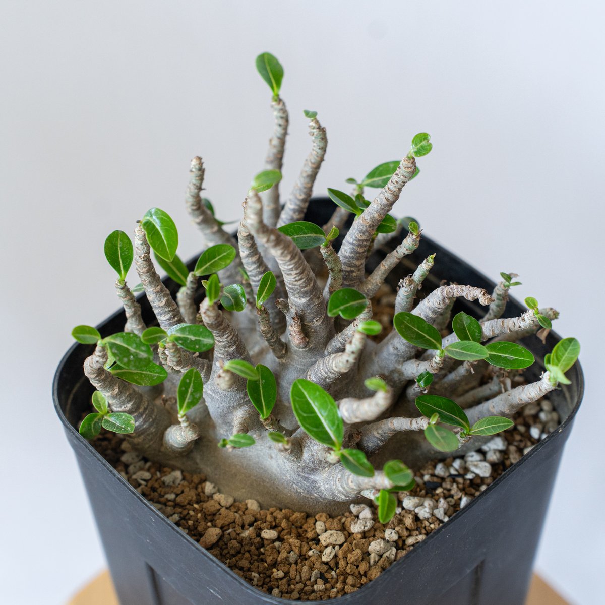 アデニウム ブラックスキン アラビカム 大株 Adenium Arabicum Black S