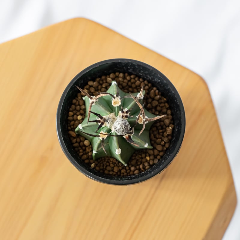 アストロフィツム 大鳳玉 実生 美株 Astrophytum capricorne v. cr