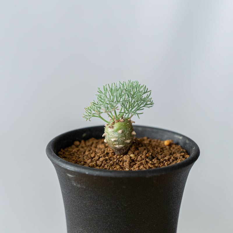 モンソニア ペニクリナム M.peniculinum 美株 モンソニア ペニクリナム | GREEN LUCK