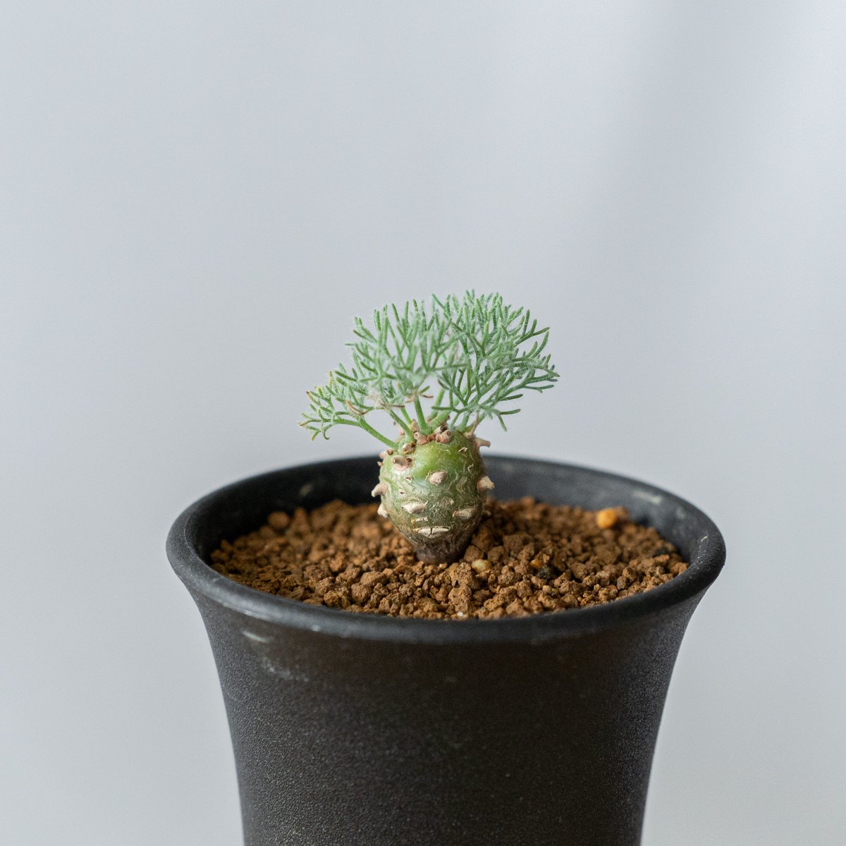 モンソニア ペニクリナム Monsonia peniculinum サルコカウロン 塊根