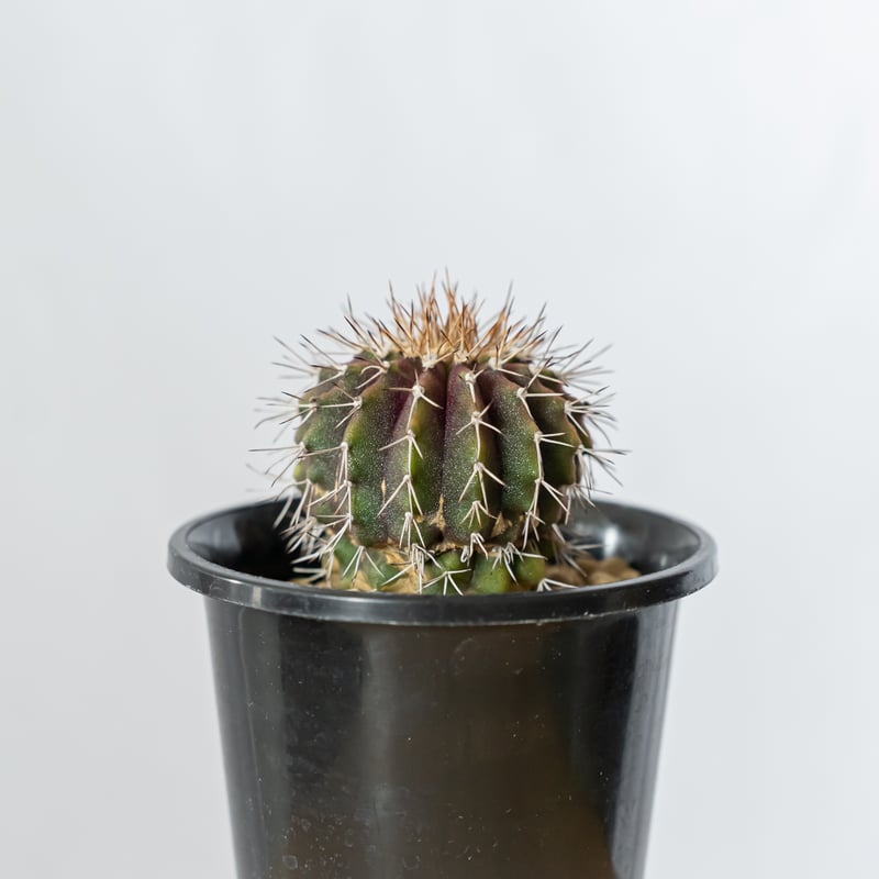 ユーベルマニア ルブラ 実生 uebelmannia rubra 多肉植物 珍奇植物 ANTI