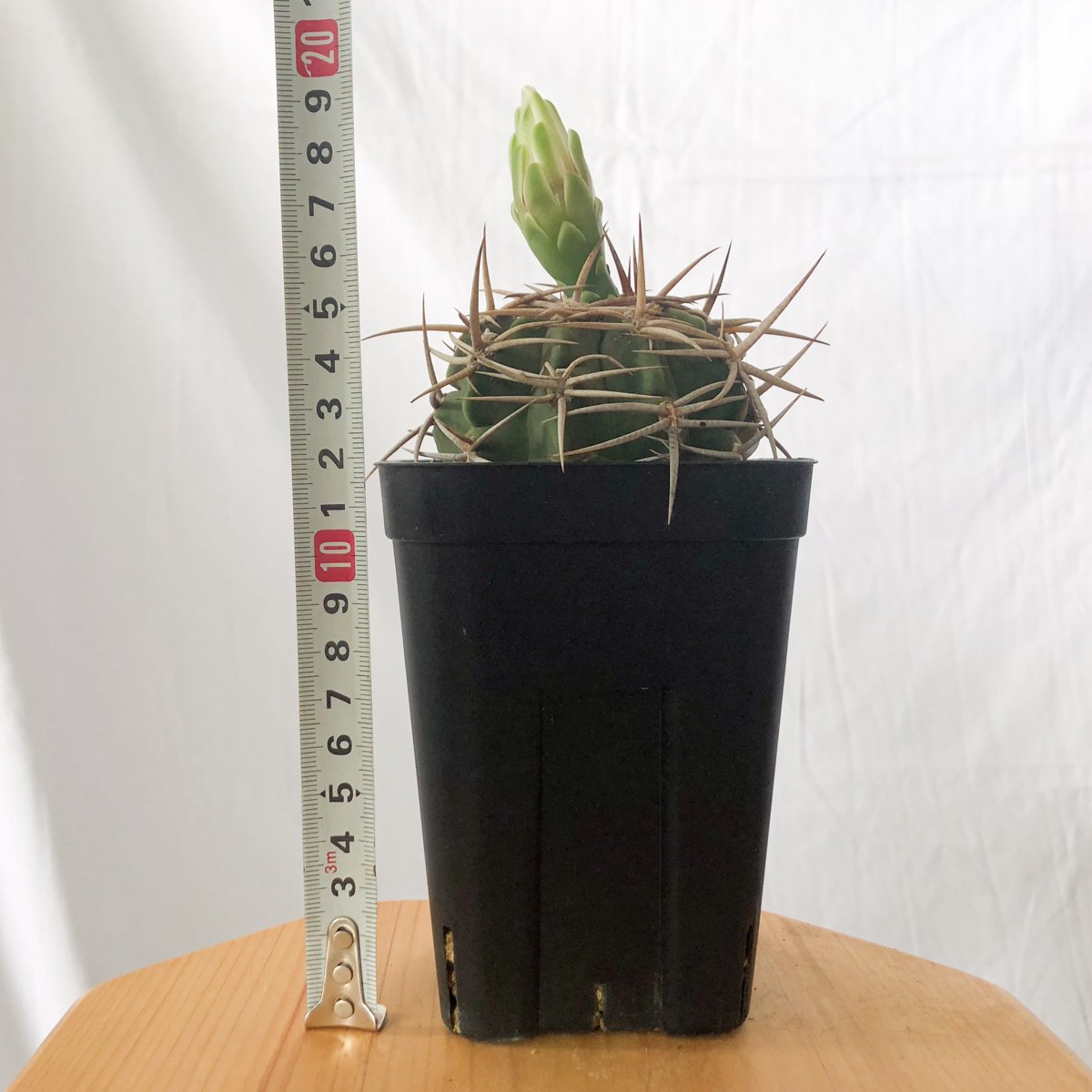 ギムノカリキウム フェロシオール 美株 実生 Gymnocalycium hybopleuru