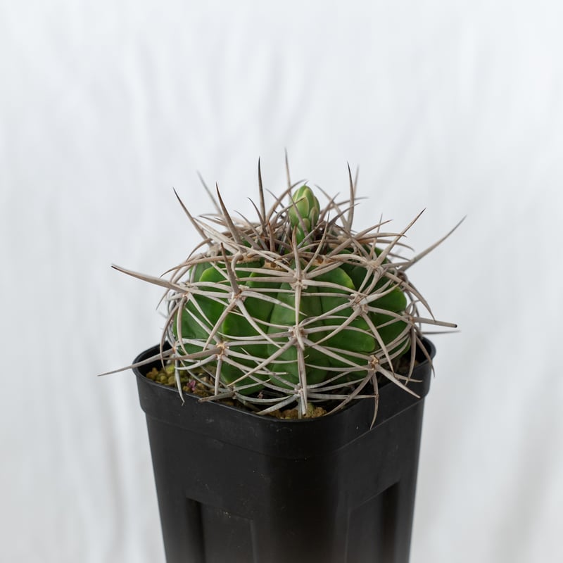 ギムノカリキウム フェロシオール 実生 Gymnocalycium hybopleurum v