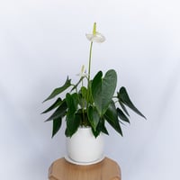 アンスリウム 白 鉢セット Anthurium 観葉植物 インテリアグリーン 珍奇植物 静岡 ANTIDOTE 通販 S1130