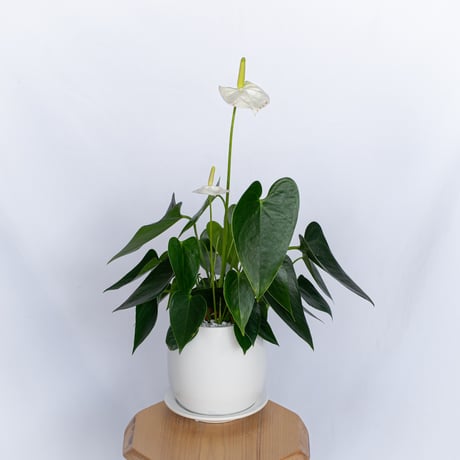 anthurium | STORES