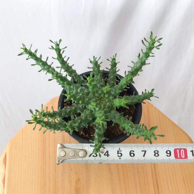 【大株】【圧巻】ユーフォルビアゴルゴニス実生　黒ポット付き 大株】【圧巻】ユーフォルビアゴルゴニス実生 黒ポット付き