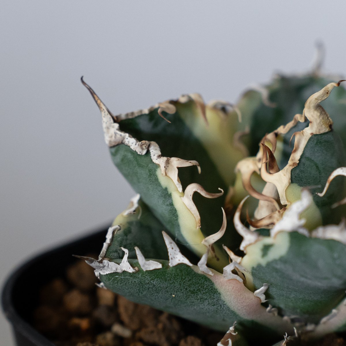 アガベ チタノタ 白鯨 白鯨錦 白覆輪 TC株 Agave titanota White W