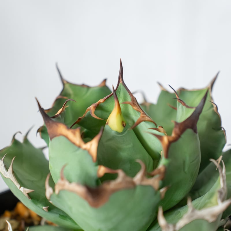 アガベ チタノタ 姫厳竜 美株 OC株【発根管理中】Agave titanota 多肉