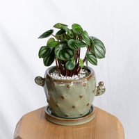 スイカぺぺ  ペペロミア サンデルシー 鉢セット Peperomia argyreia 多肉植物 観葉植物 静岡 ANTIDOTE 通販 S1305