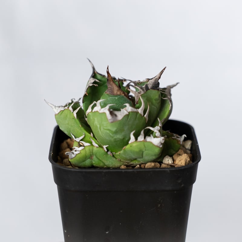 アガベ チタノタ 魔丸 OC株【発根管理中】agave titanota imps 多肉